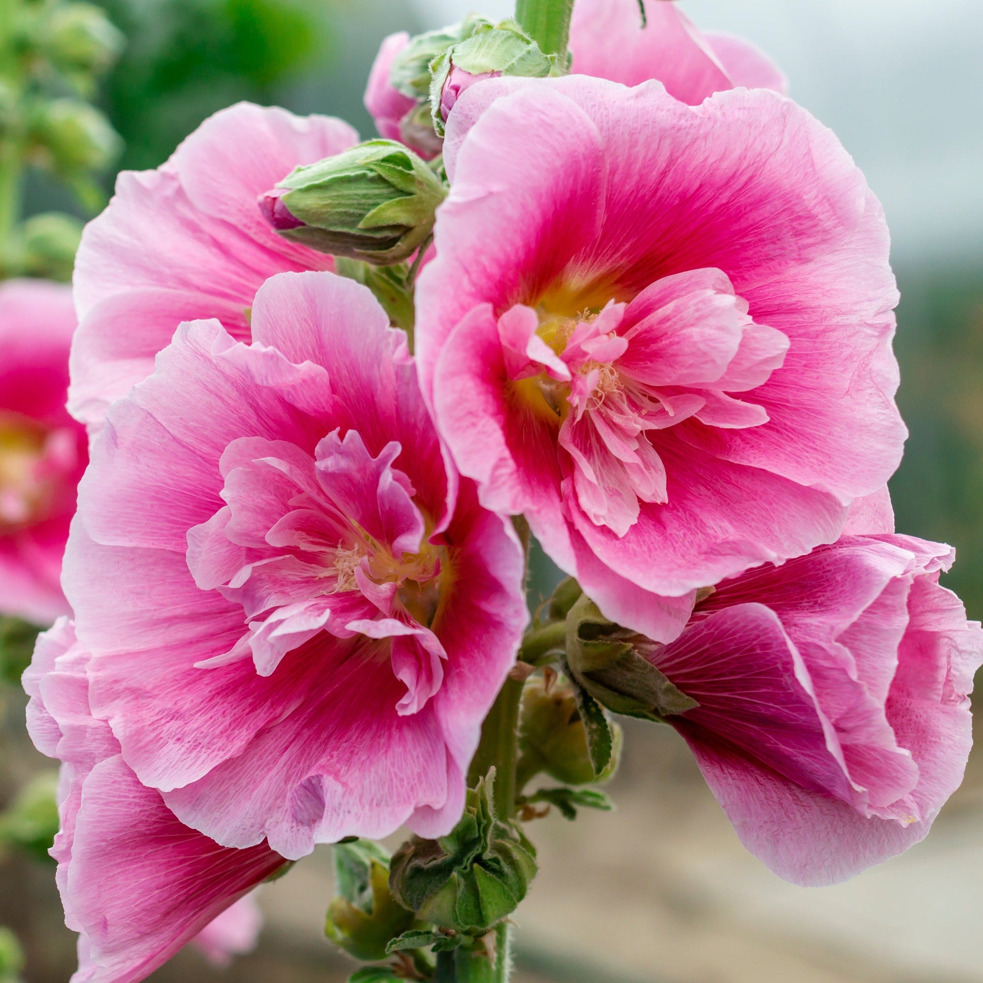 Hollyhock (Alcea) 'Spring Celebrities Rose' - Pink 1.5L