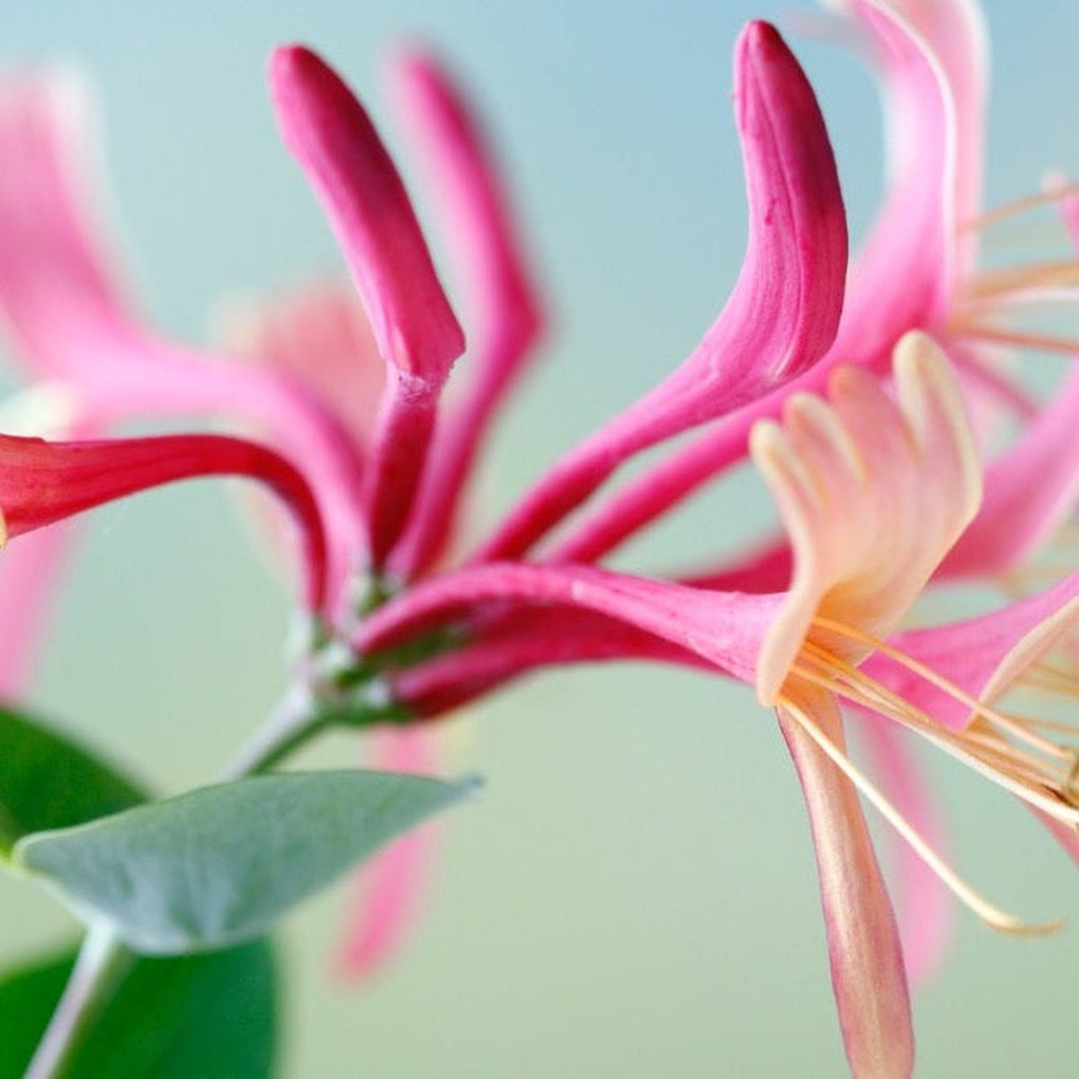 Close-up of Lonicera &#39;Red World&#39; (Honeysuckle) 60cm, showing its fragrant, tubular blooms and yellow stamens, with a partially visible green leaf and a softly blurred blue-green background.