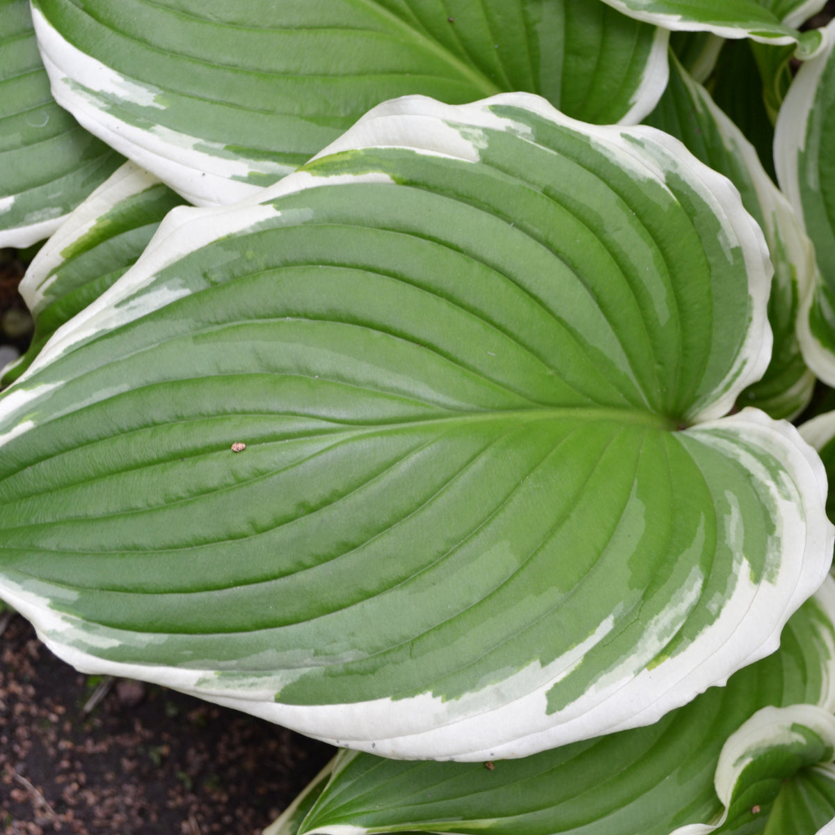 Hosta &#39;Albomarginata&#39; 2L (30-50cm) features large green leaves with smooth, glossy texture and white, irregular edges. Overlapping foliage and prominent veins make it a popular shade perennial; some soil is visible at the bottom left.