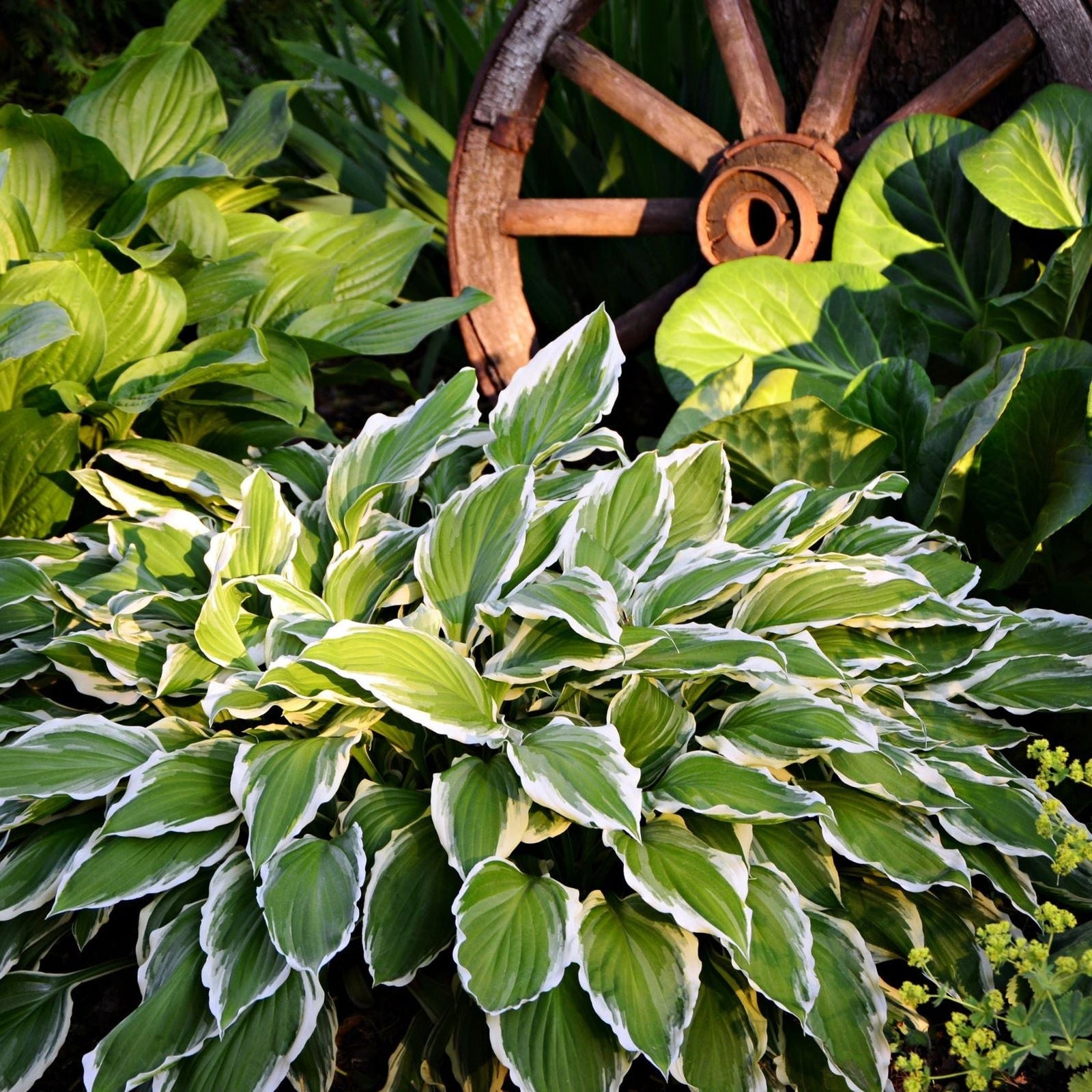 Hosta 'Albomarginata' 2L (30-50cm), known for its green and white variegated leaves, adds vibrant texture to shady gardens and pairs beautifully with large foliage or rustic features like a weathered wagon wheel.