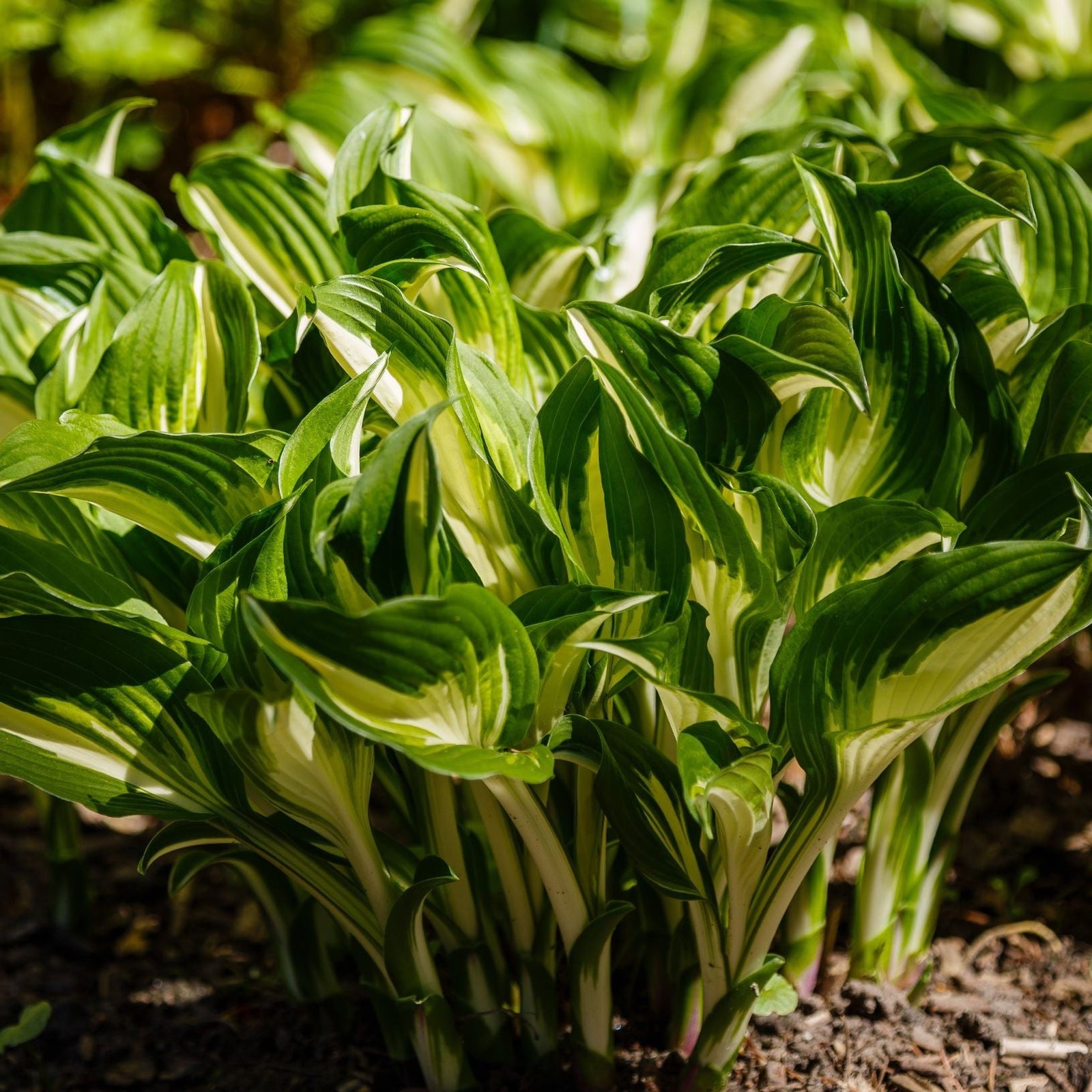 A cluster of Hosta 'Albopicta' 2L, a classic shade perennial with white-centered, green-edged leaves, grows closely together in a garden bed as sunlight highlights its striking variegated foliage.