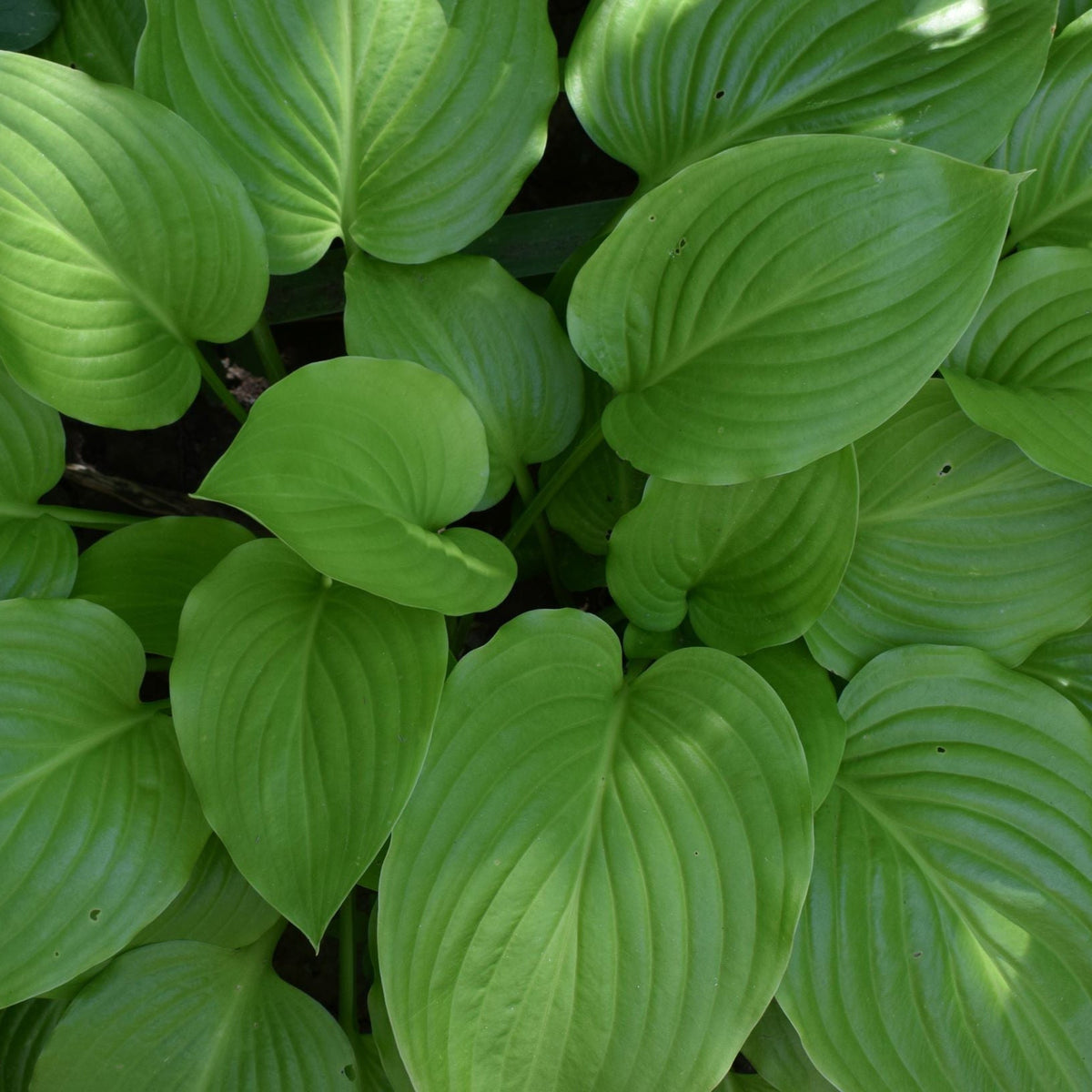 Hosta &#39;August Moon&#39; 9cm/2L features vibrant green leaves with prominent veins, overlapping to form a lush, shade-loving perennial ground cover. Sunlight highlights the smooth texture of its eye-catching foliage.