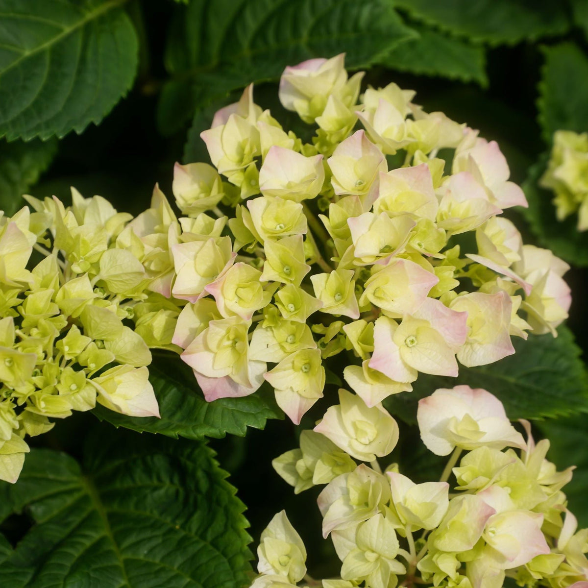 Hydrangea macrophylla &#39;Caipirinha&#39; 5L displays pale yellow mophead blooms with pink-tinged petals, set against rich green foliage, all thriving in a grower&#39;s pot.