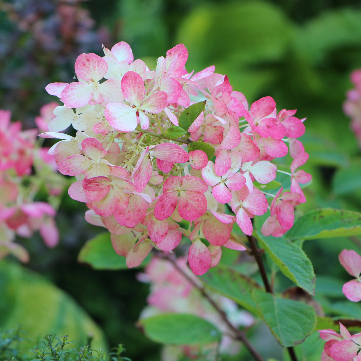 A close-up of Hydrangea paniculata Diamant Rouge &#39;Rendia&#39; 5L shows delicate pink and white petals forming cone-shaped clusters, set against lush green foliage.