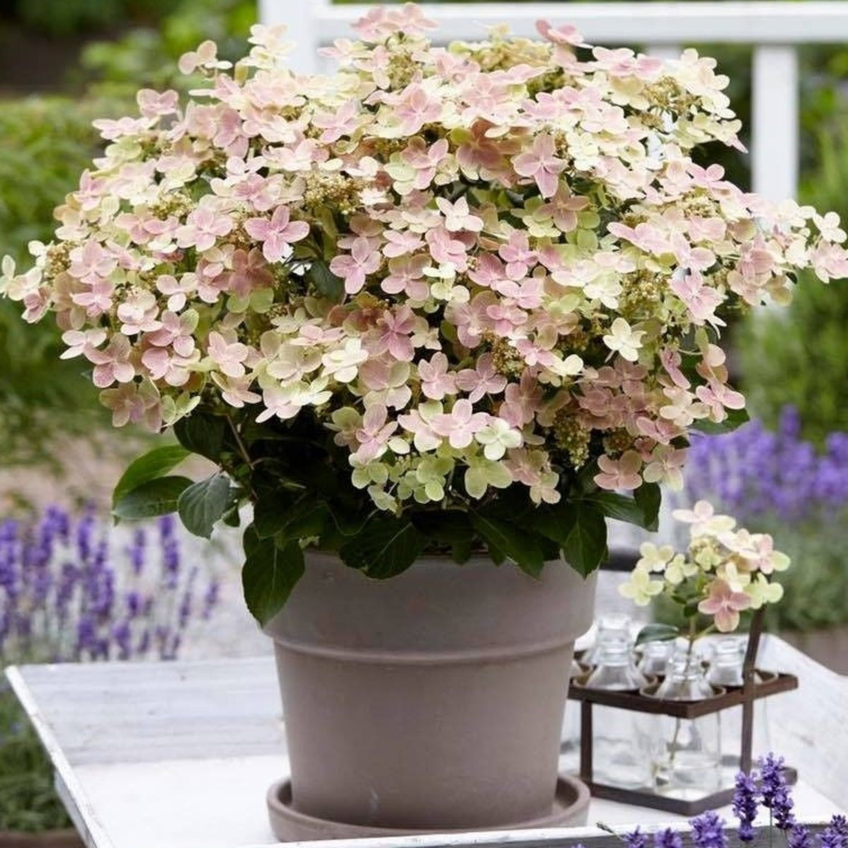A Hydrangea paniculata Switch &#39;Polestar&#39; &#39;Ophelia&#39; in a 9cm / 3L pot, with soft pink and pale green blooms, sits on an outdoor table among lavender and glass bottles, adding a touch of garden charm and Switch Ophelia elegance.