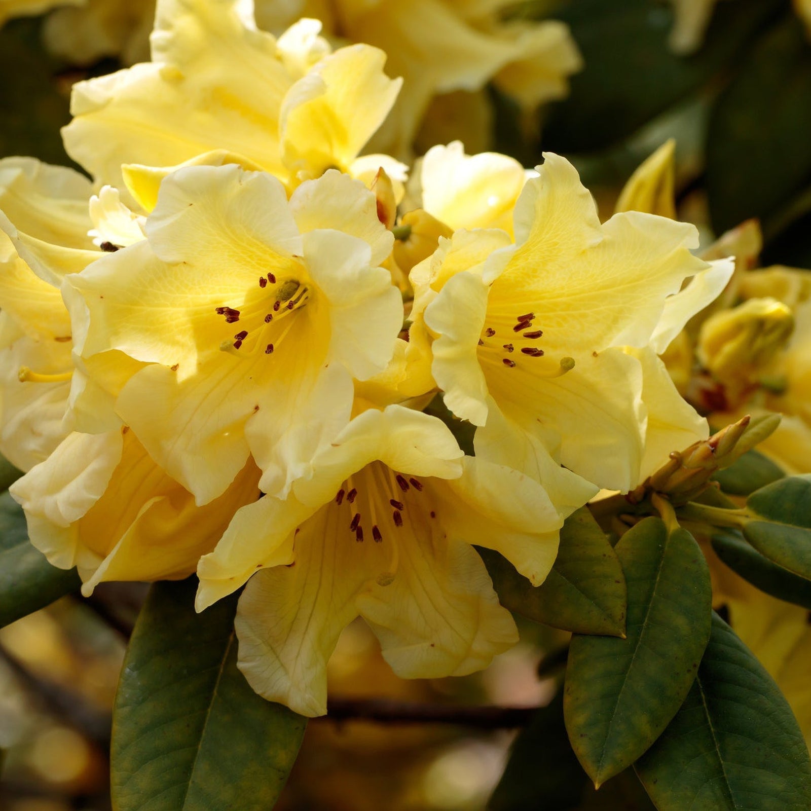Close-up of yellow blooms on Rhododendron 'Princess Ann' | Dwarf Rhododendron 2L, with delicate petals and visible stamens, surrounded by lush green leaves.