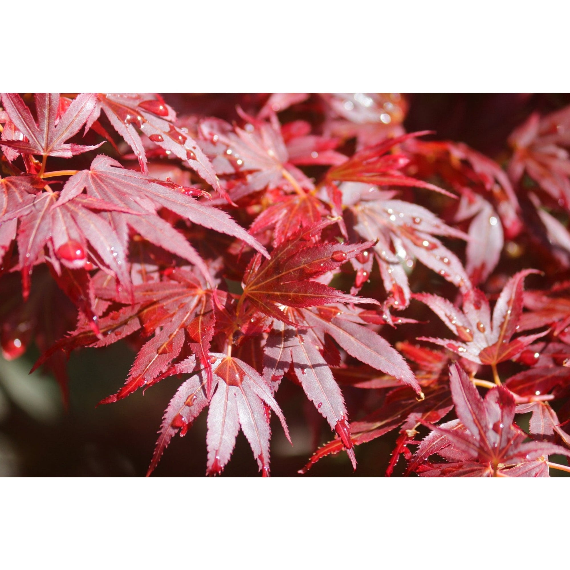 Acer palmatum 'Atropurpureum' (10cm Growers Pot)