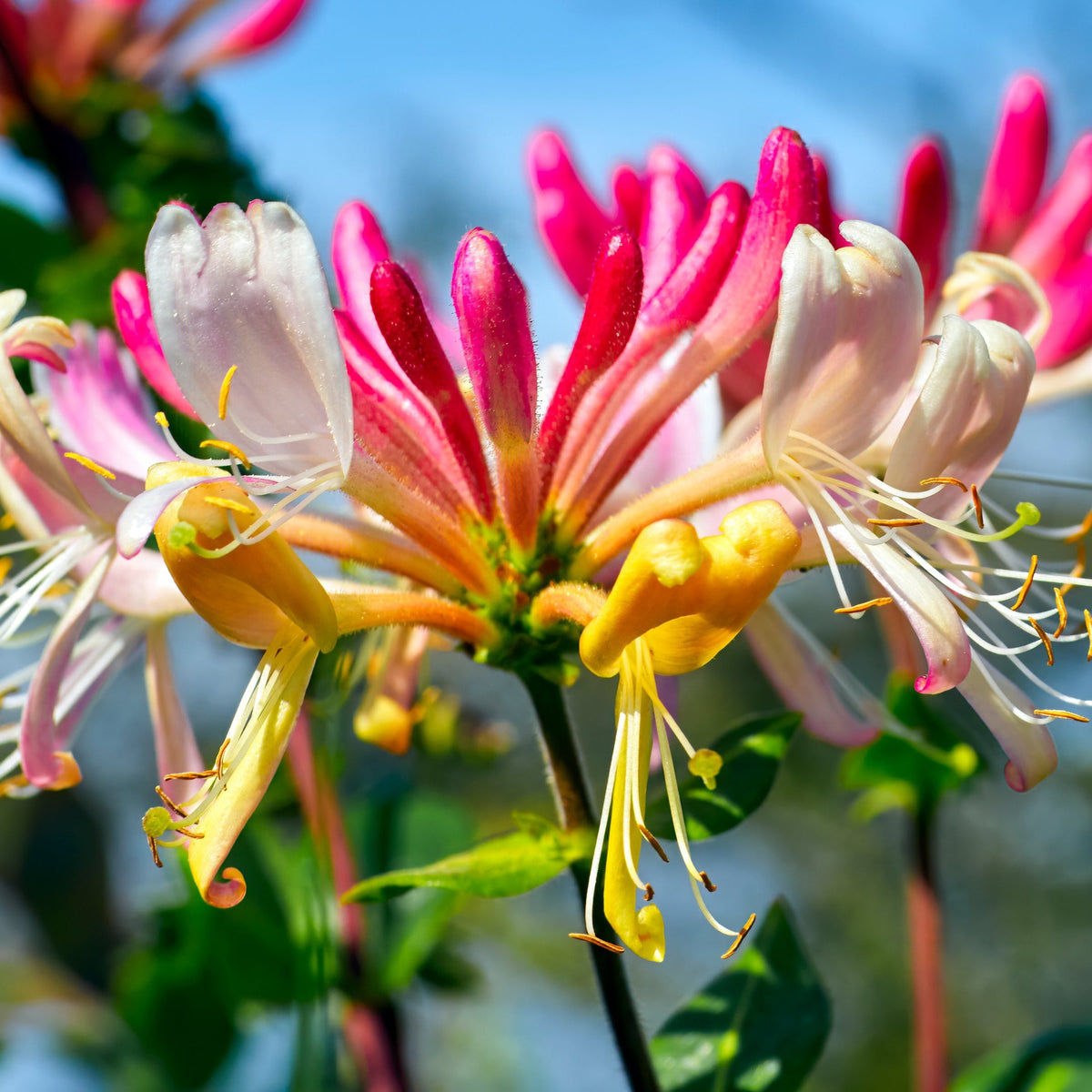 Close-up of Honeysuckle &#39;GoldFlame&#39; (Lonicera japonica, 60-70cm) with vibrant pink, yellow, and white tubular blooms, long stamens, and lush green leaves against a softly blurred blue sky backdrop.