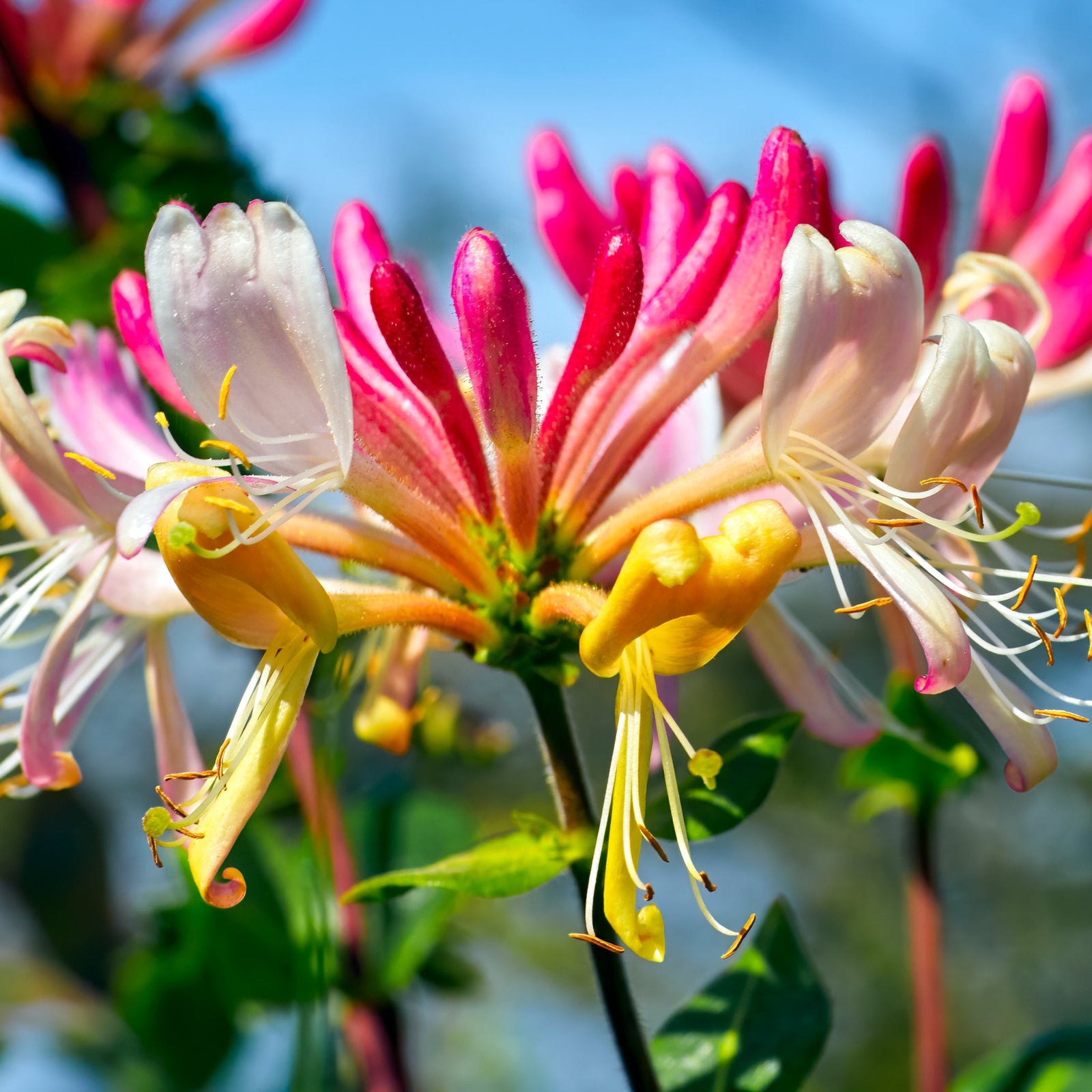 Close-up of Honeysuckle 'GoldFlame' (Lonicera japonica, 60-70cm) with vibrant pink, yellow, and white tubular blooms, long stamens, and lush green leaves against a softly blurred blue sky backdrop.