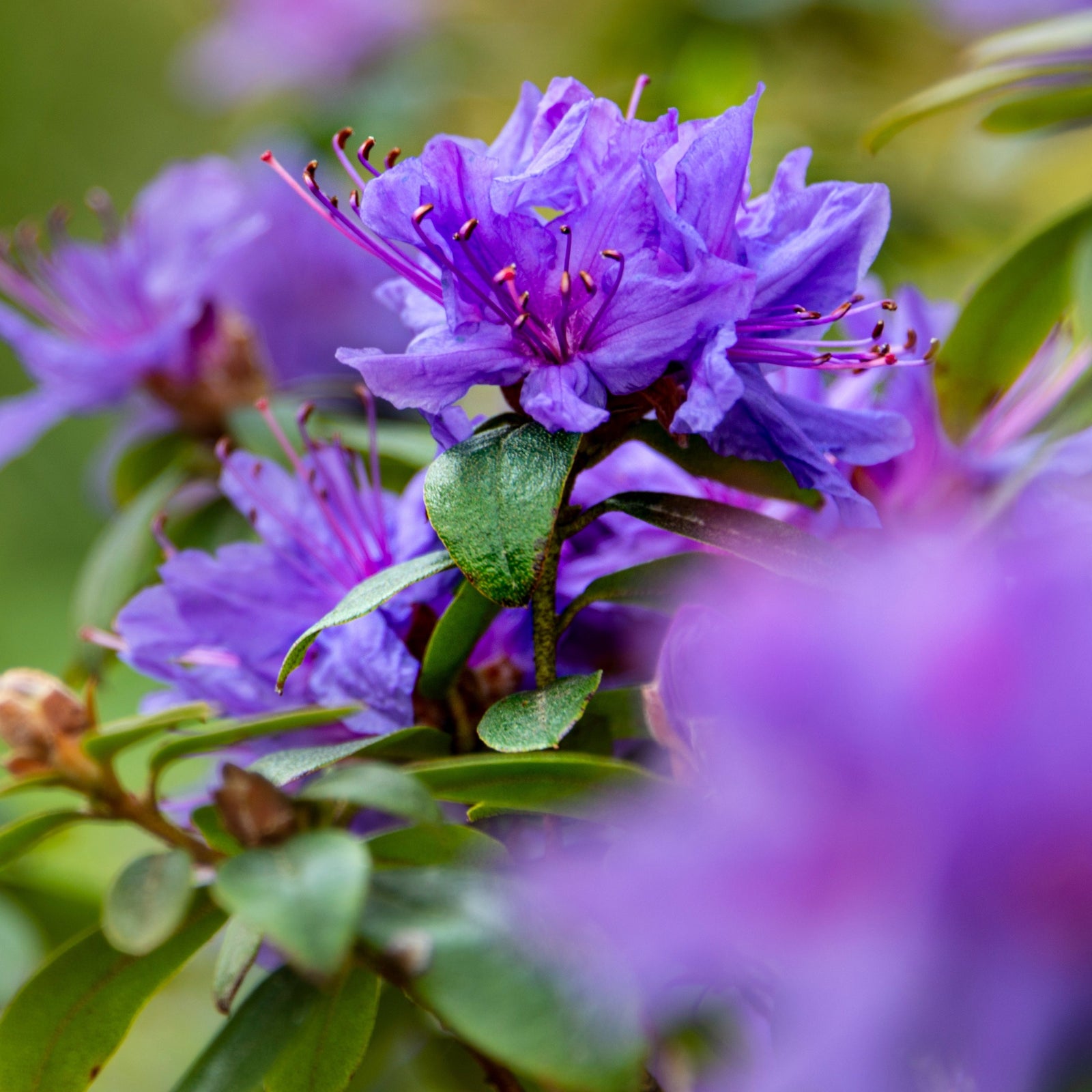 Close-up of Rhododendron Dwarf Purple 'Ramapo' 2L in bloom, featuring vibrant purple flowers and evergreen leaves. Perfect for acidic soil gardens, this ericaceous plant offers beautiful, year-round color with a dreamy, blurred background.