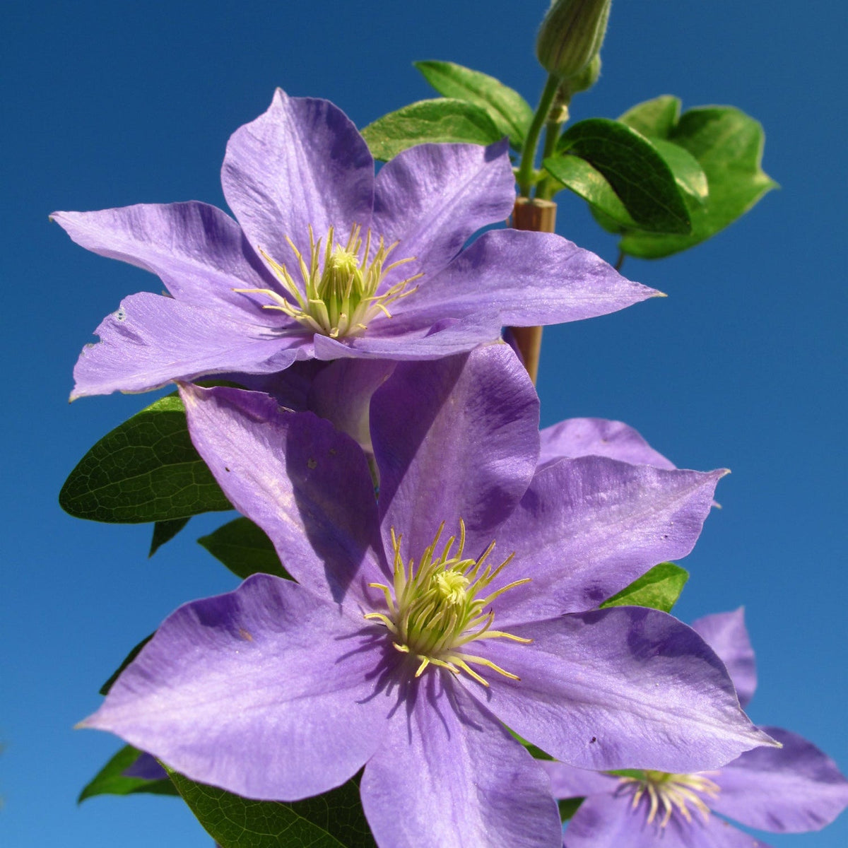 Two vibrant Clematis Hybrid &#39;Justa&#39; 50cm flowers with yellow centers and green leaves bloom against a clear blue sky, their pale blue-mauve blossoms reaching up to 8cm in diameter.