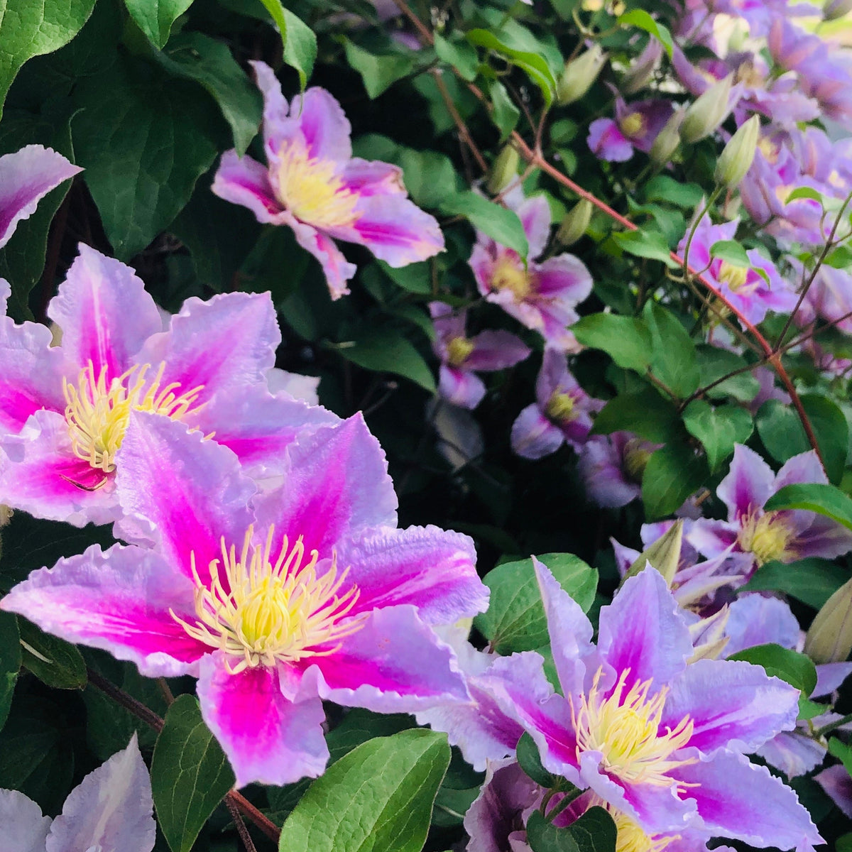Vibrant purple and pale pink Clematis Piilu 50cm flowers with yellow centers bloom among green leaves, showcasing lush climber foliage and adding a burst of color to your garden.