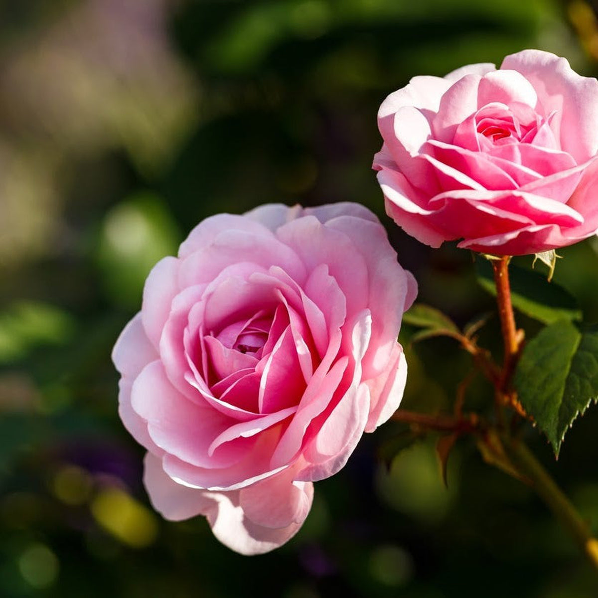The Rose Pretty Polly patio rose, supplied in a 4L pot (PRE ORDER DECEMBER &#39;25), features softly layered pink blooms on a single stem, vibrant green leaves, and repeat-flowering beauty highlighted by sunlight.