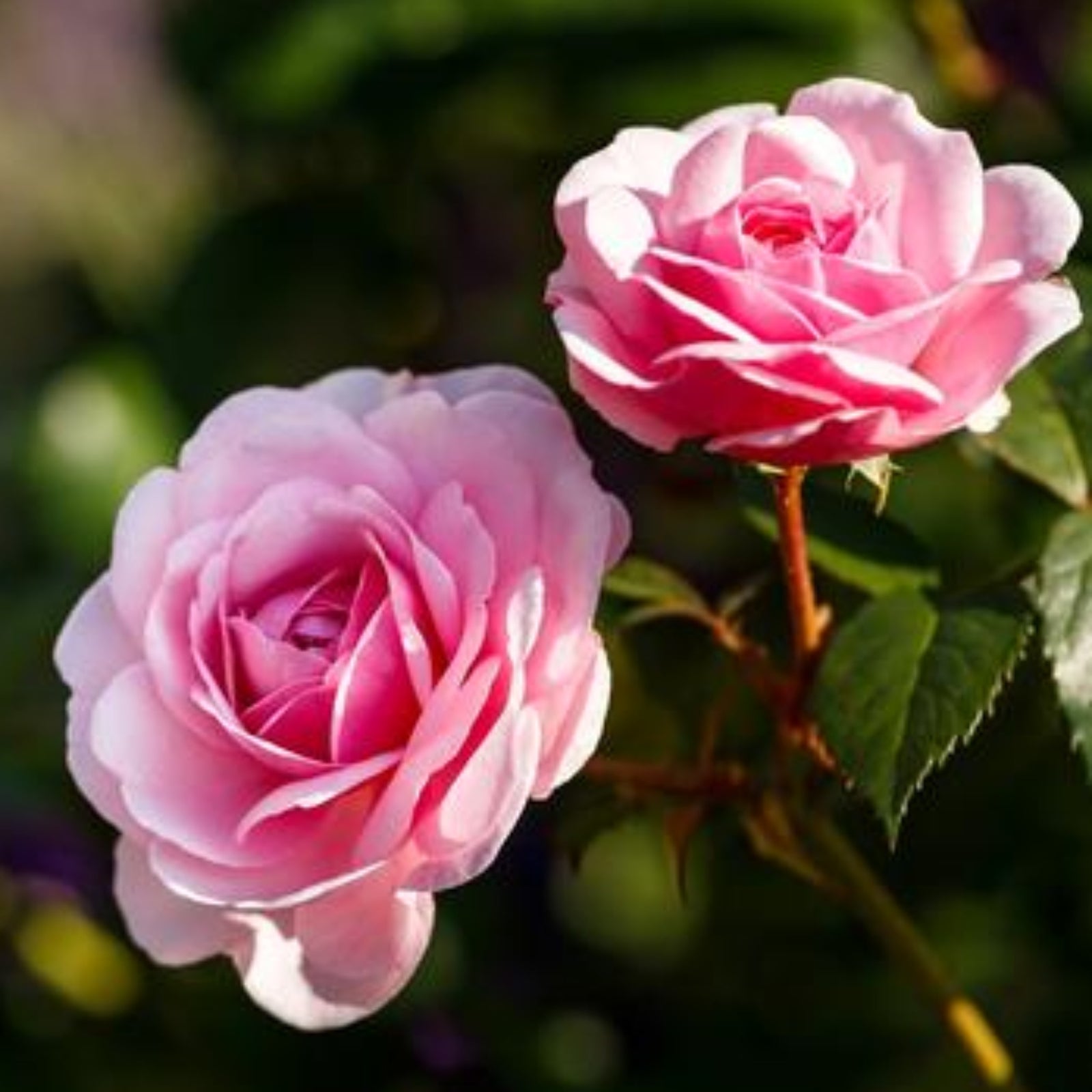 Three blooming pink roses with soft petals and green leaves set against a blurred outdoor backdrop—perfect for rose lovers! SPECIAL OFFER: Buy 3 Roses and Get 10% OFF. Don’t miss out—shop now!.