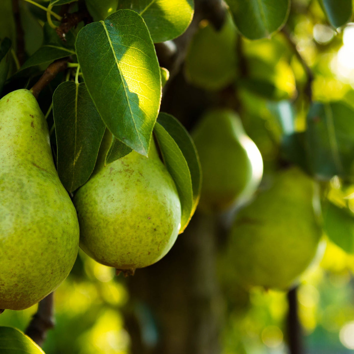 Close-up of &#39;Williams&#39; Bon Chretien&#39; Dwarf Patio Pear Tree (1M) with self-fertile pears hanging from branches, surrounded by lush green leaves and sunlight filtering through the foliage.