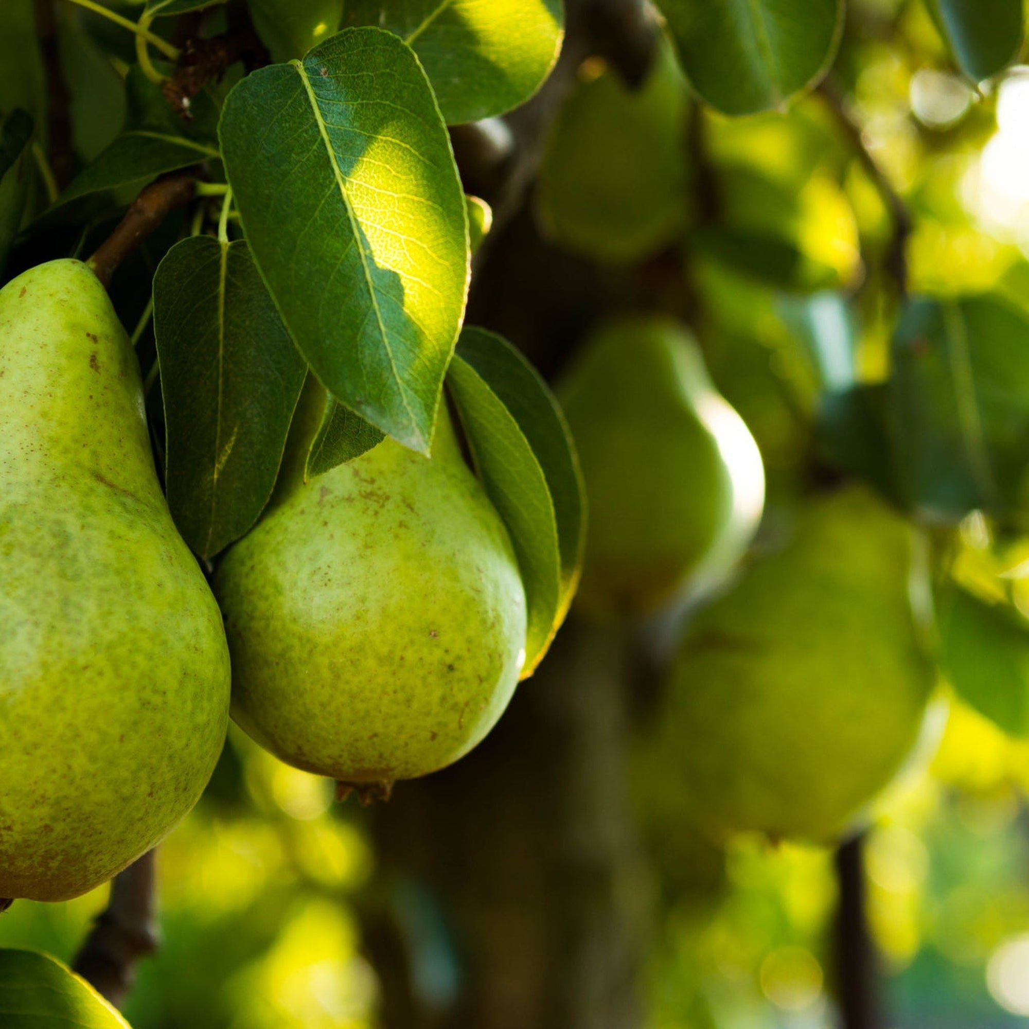 Dwarf Patio Pear Tree 'Williams' Bon Chretien' 1M