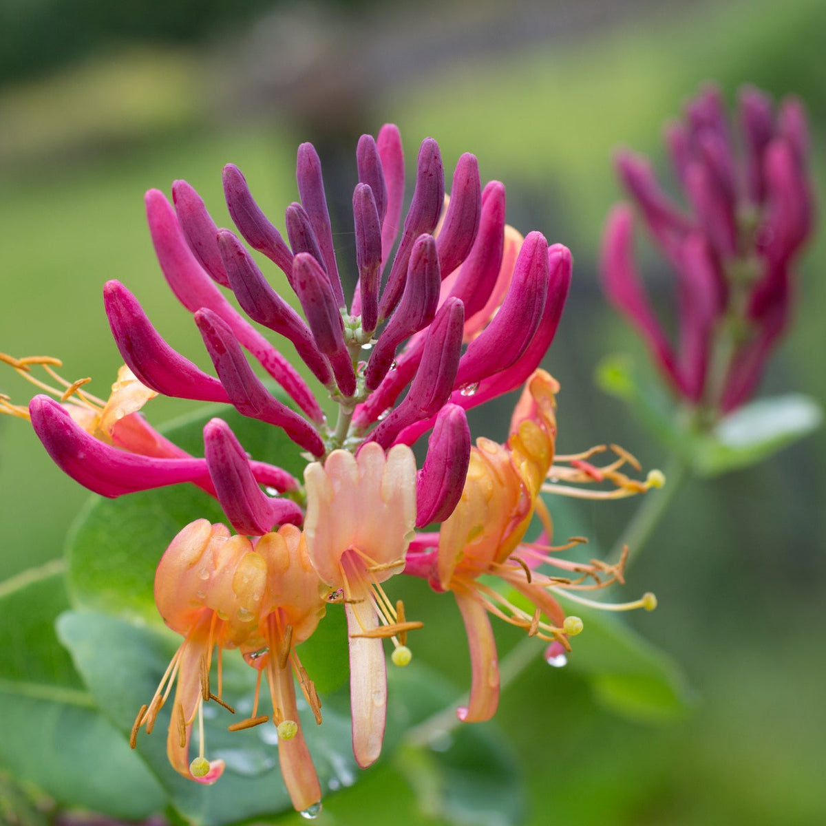 Close-up of Honeysuckle &#39;American Beauty&#39; (Lonicera japonica 70cm) flower with pink, purple, and yellow petals highlighted by water droplets, set against a blurred green background.