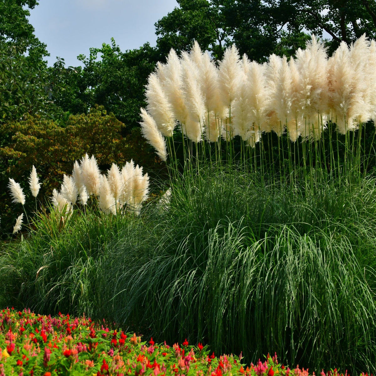 The Pampas Grass - Cortaderia selloana White Plume (40-60cm) features tall, feathery white plumes set among lush green foliage, with a backdrop of leafy evergreens and a vibrant bed of small red flowers.