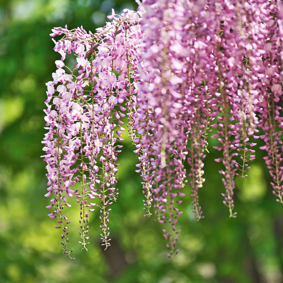 Cascading clusters of pale pink Wisteria floribunda &#39;Rosea&#39; (Pink) 60cm hang gracefully, this elegant climber set against a softly blurred green backdrop that suggests lush foliage and sunlight.