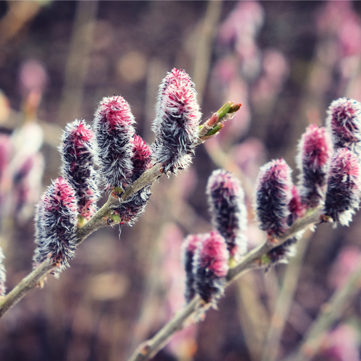 Close-up of Salix gracilistyla &#39;Mount Aso&#39; (I am Black Cat) Pussy Willow: black, pink, and white fuzzy catkins on slender branches, set against a blurred natural background. 3L shrub.