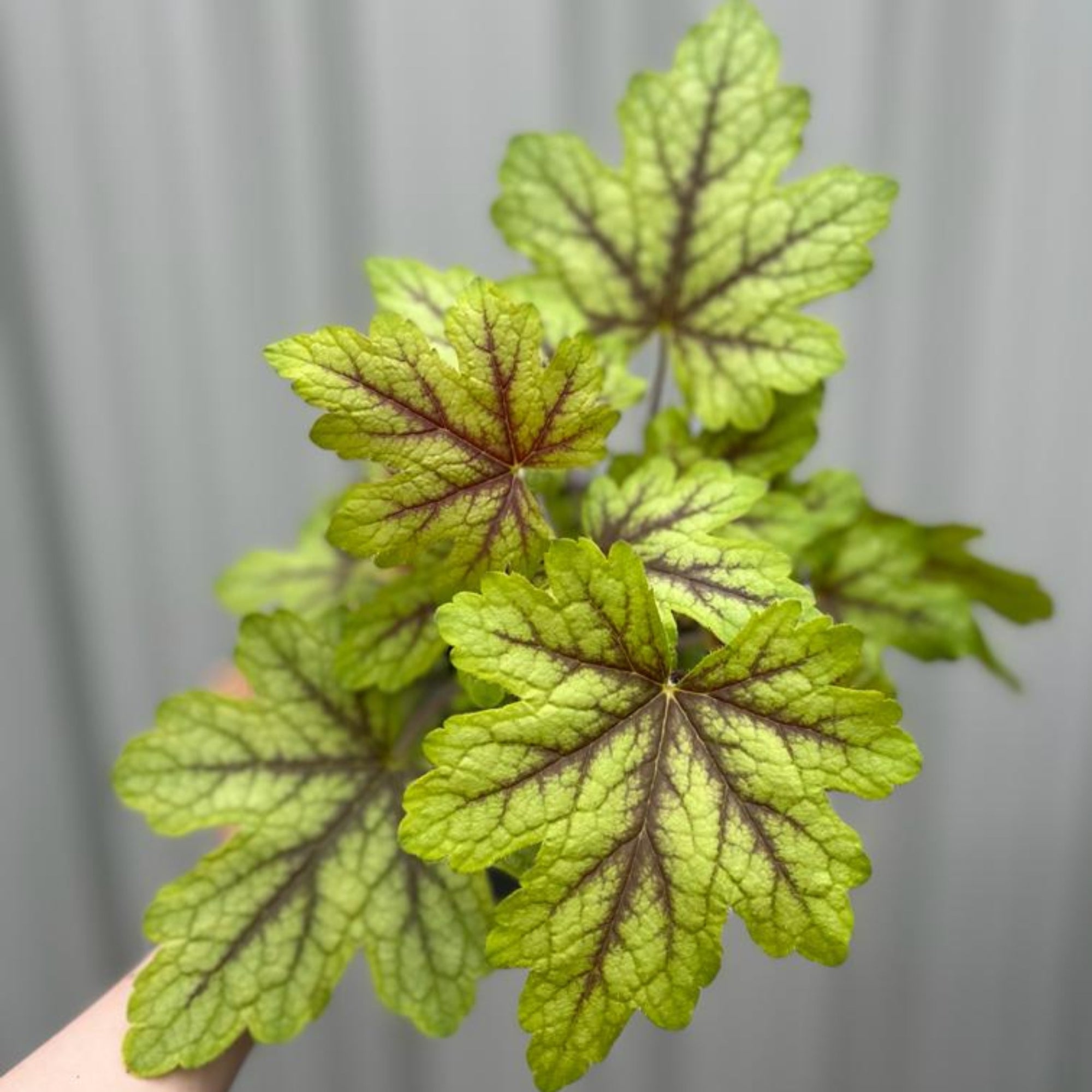 Heuchera 'Alabama Sunrise' 2L