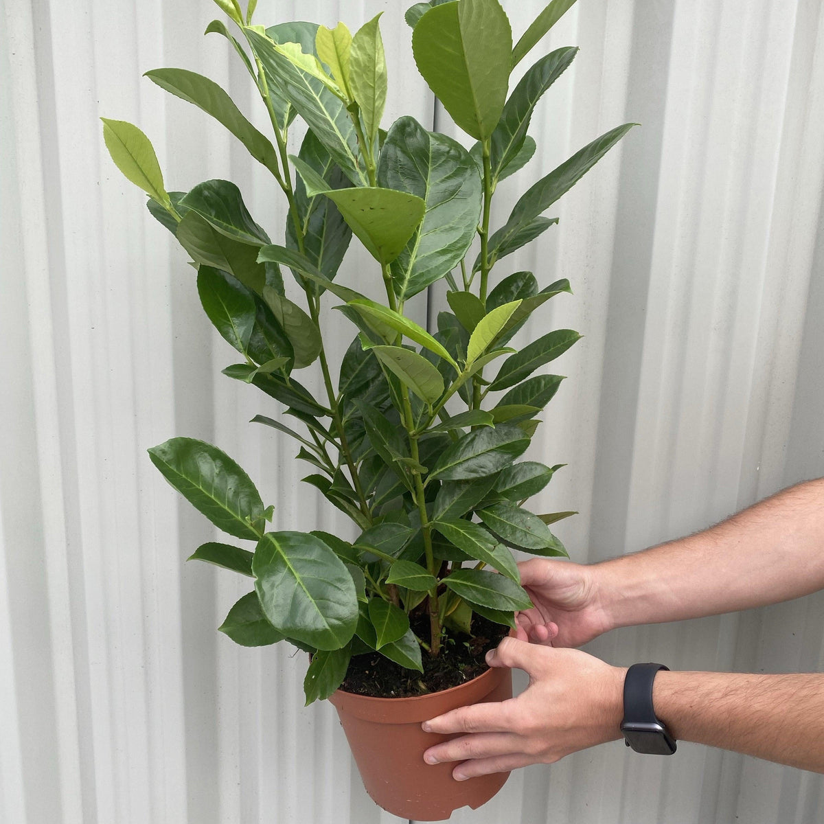 2-3ft (60-90cm) Potted Cherry Laurel Hedge Plants (Multibuy Offers Available)