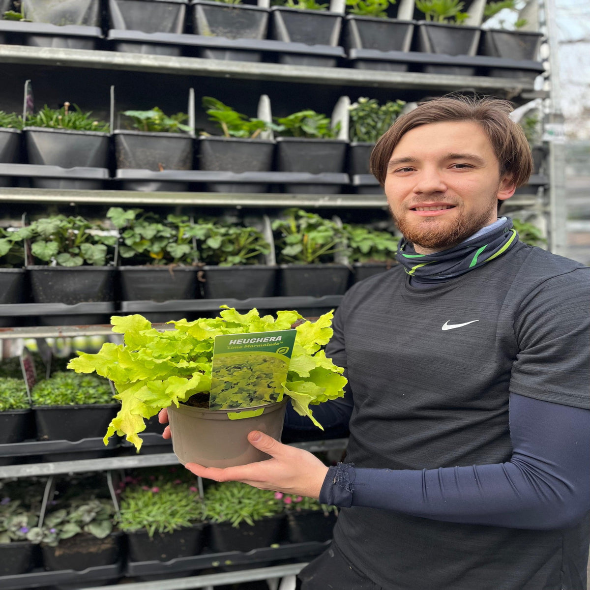 Heuchera &#39;Lime Marmalade&#39; 9cm / 2L