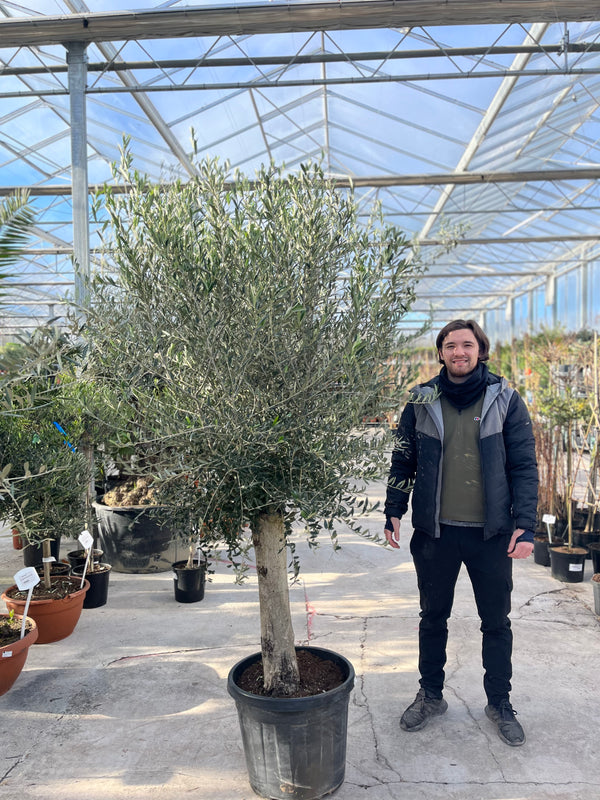 45l plant pot Olive Tree 45L 1.5-1.8m + Teracotta Pot + Soil + Gravel