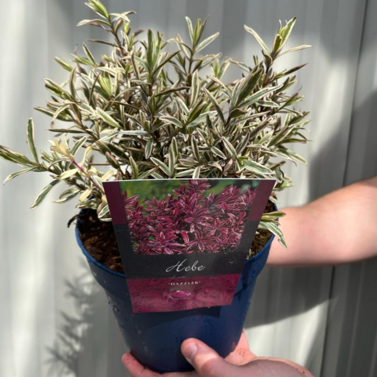 A person holds a blue pot containing Hebe &#39;Dazzler&#39; 2L, an evergreen shrub known for its striking green and white foliage. The label displays colorful leaves and the product name. A light-colored wall is in the background.