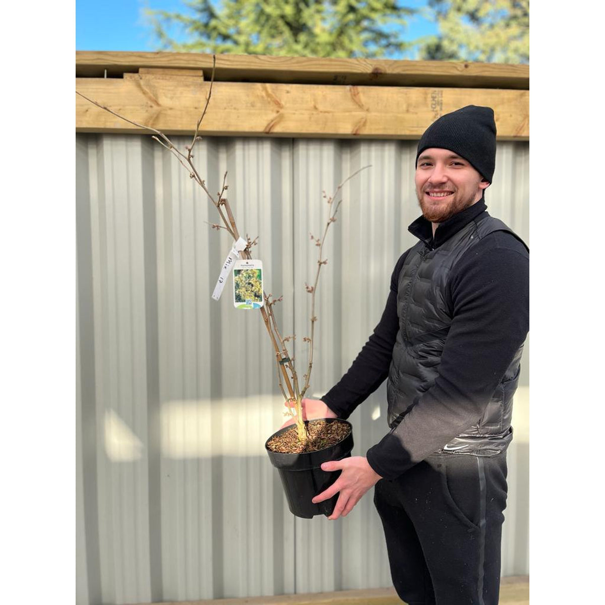 A man in a black beanie and puffer vest smiles while holding a Hamamelis x intermedia Arnold Promise (Witch Hazel) 5L shrub with bare branches, standing outdoors in front of a corrugated metal wall and wooden beams.