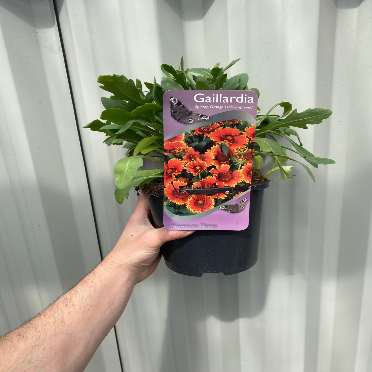 A hand holds a black pot with Gaillardia - Spintop Orange Halo Improved 2L, a drought-tolerant perennial. Its label displays vibrant orange-red flowers and the name &quot;Gaillardia&quot; on a light corrugated background.