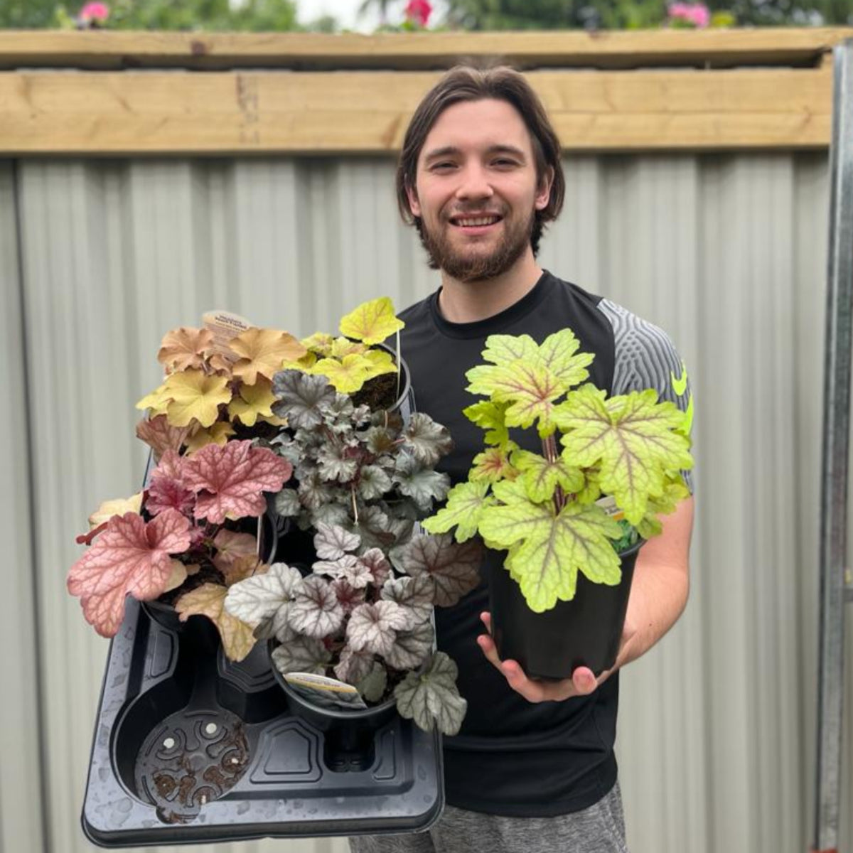 Heuchera &#39;Alabama Sunrise&#39; 2L