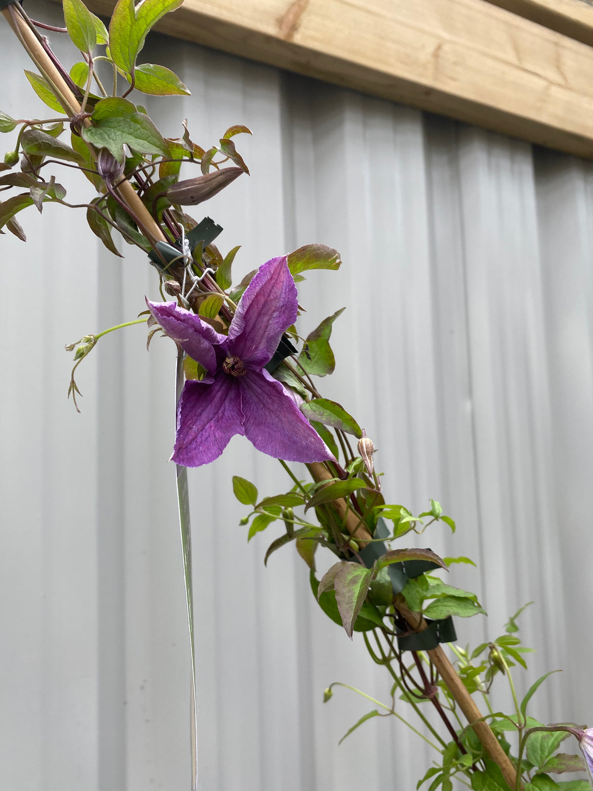 Clematis &#39;Sunny Sky&#39; 90-95cm