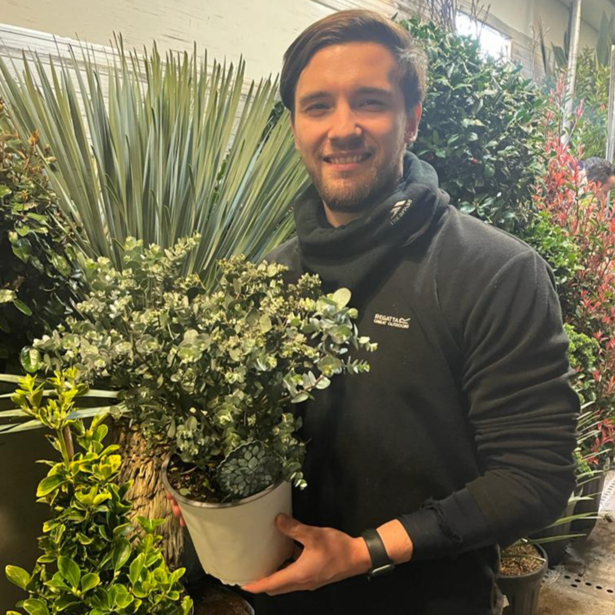 Eucalyptus pulverulenta &#39;Baby Blue&#39; 9cm/2L