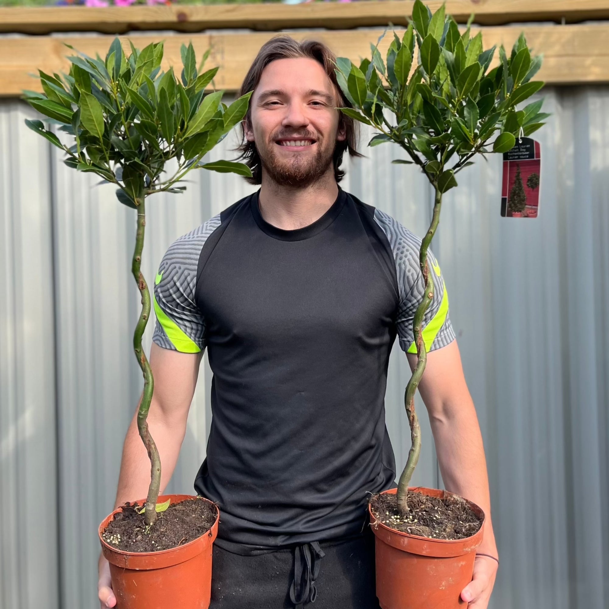 Twisted Stem Standard Bay Tree | Laurus nobilis | 90-100cm / 3FT (Multibuy Offers Available)