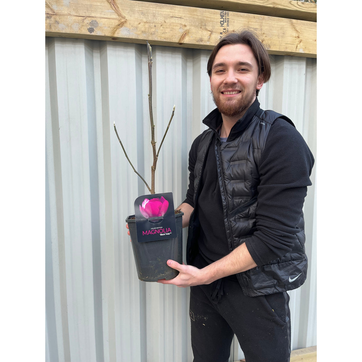 A smiling man in a black vest holds a Magnolia soulangeana &#39;Black Tulip&#39; 4L, featuring deep purple blooms, standing before a corrugated metal wall.