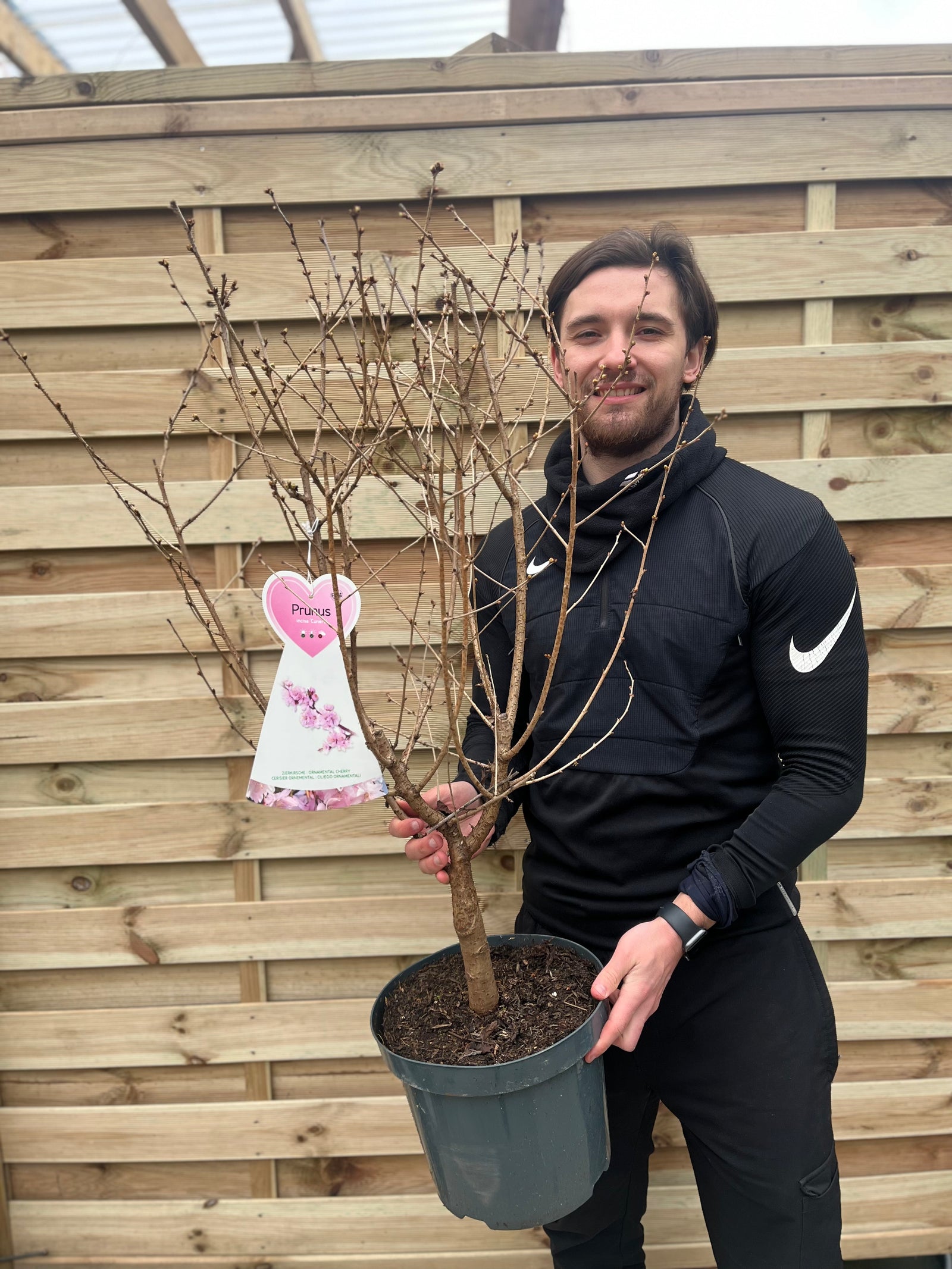 A man in black athletic clothing stands before a wooden fence, smiling as he holds a potted Ornamental Flowering Cherry Blossom Tree - Incisa 'Cunera' 1m 7.5L with bare branches and a heart-shaped tag hanging from it.