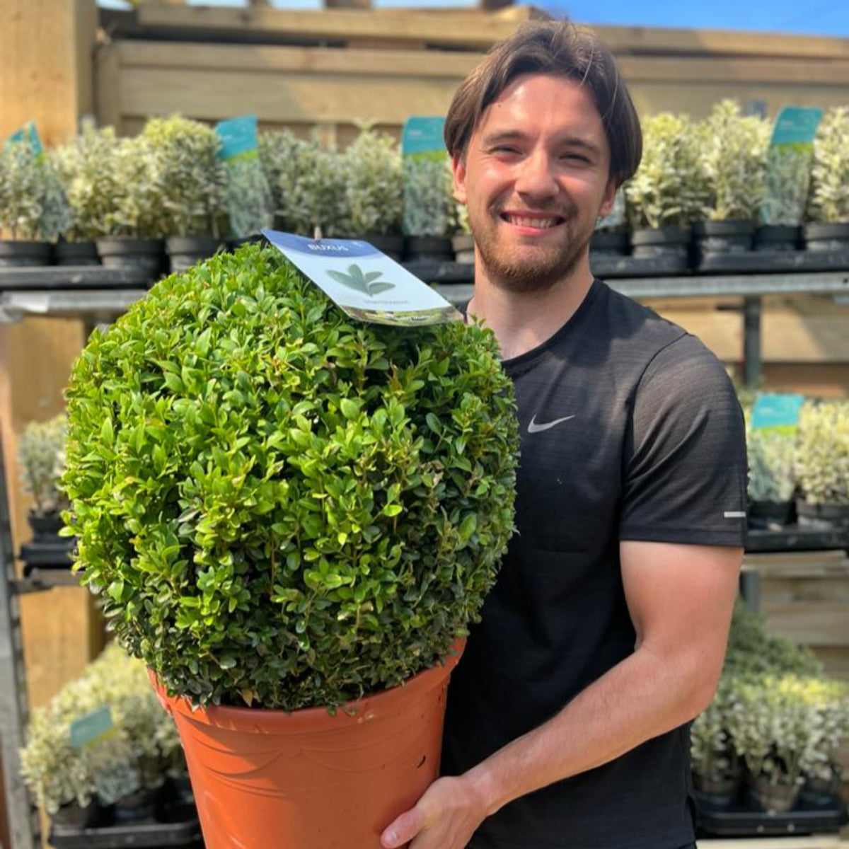 A smiling man in a black T-shirt holds a large Buxus/Topiary Ball (Buxus sempervirens); shelves with other potted plants are visible in the background.