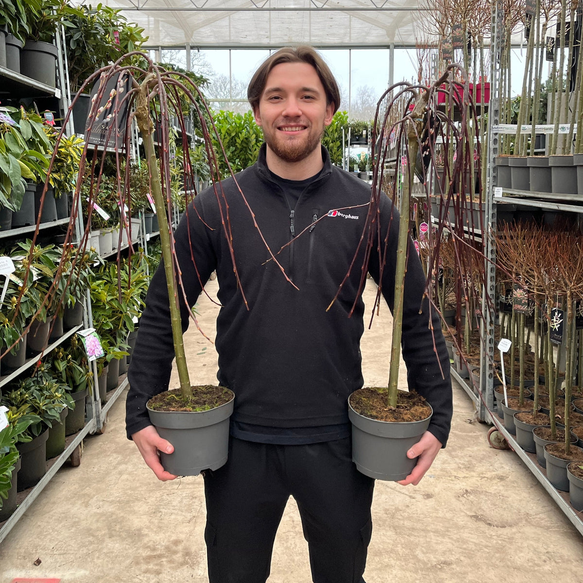 Salix &#39;Kilmarnock&#39; Weeping Willow Standard