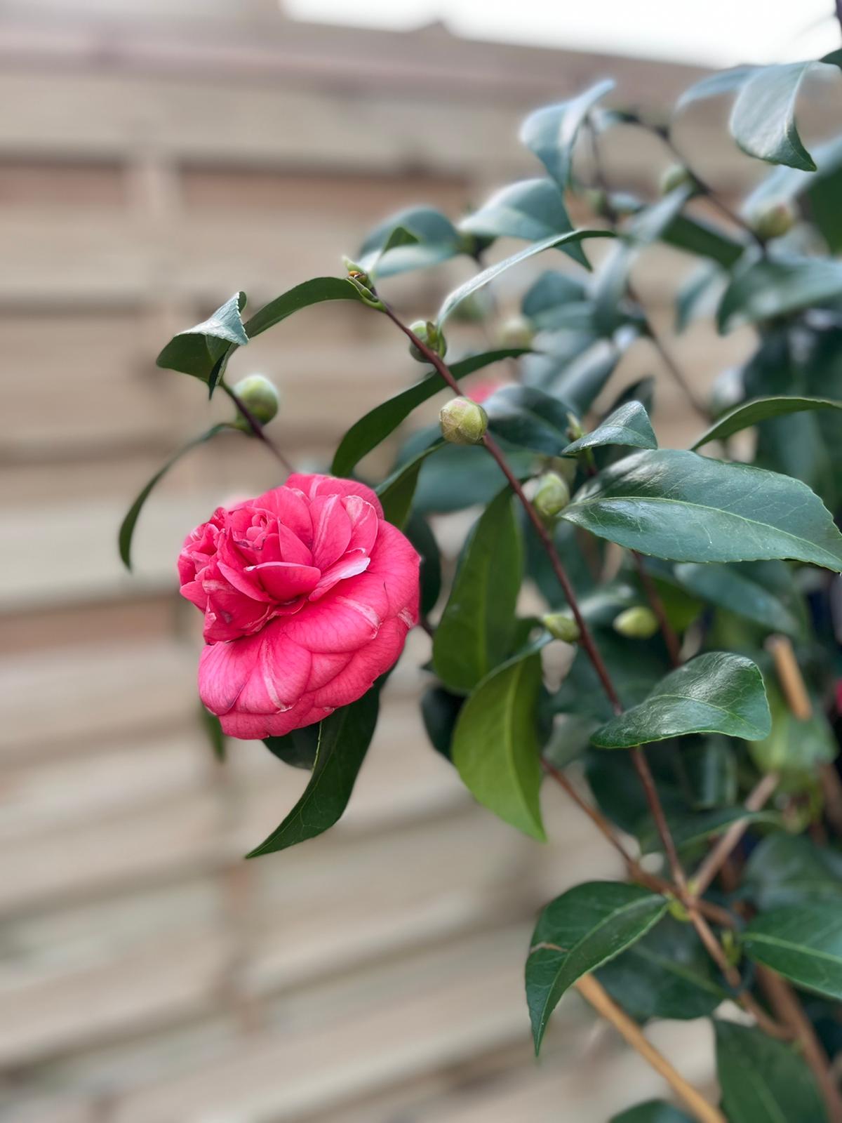 Camellia 'Orandako' 1L / 5L (100cm)