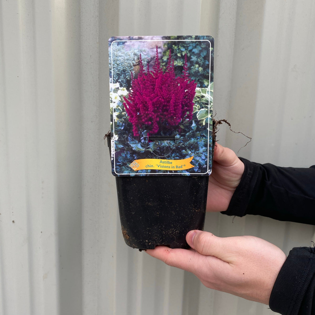 A person holds a potted Astilbe &#39;Visions in Red&#39; 1.5L, displaying vivid pink-red flower spikes—perfect for shade gardens—set against a light gray corrugated background.