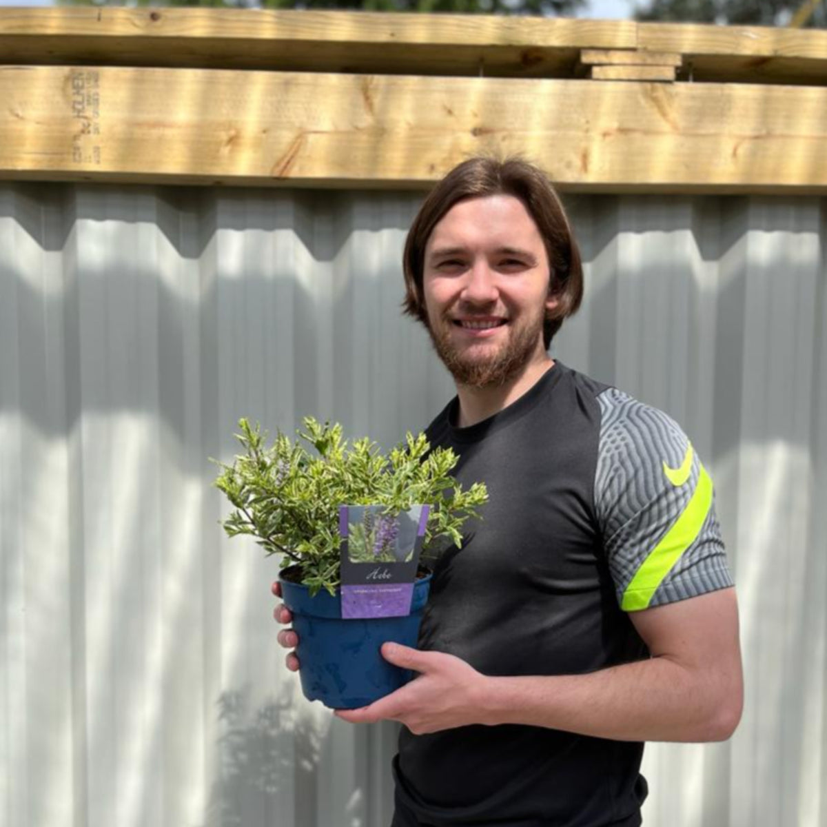 A smiling man with brown hair in a black and neon yellow shirt stands outdoors by a metal fence, holding a Hebe &#39;Sparkling Sapphire&#39; 2L evergreen shrub with green leaves and a purple label stating it attracts butterflies.