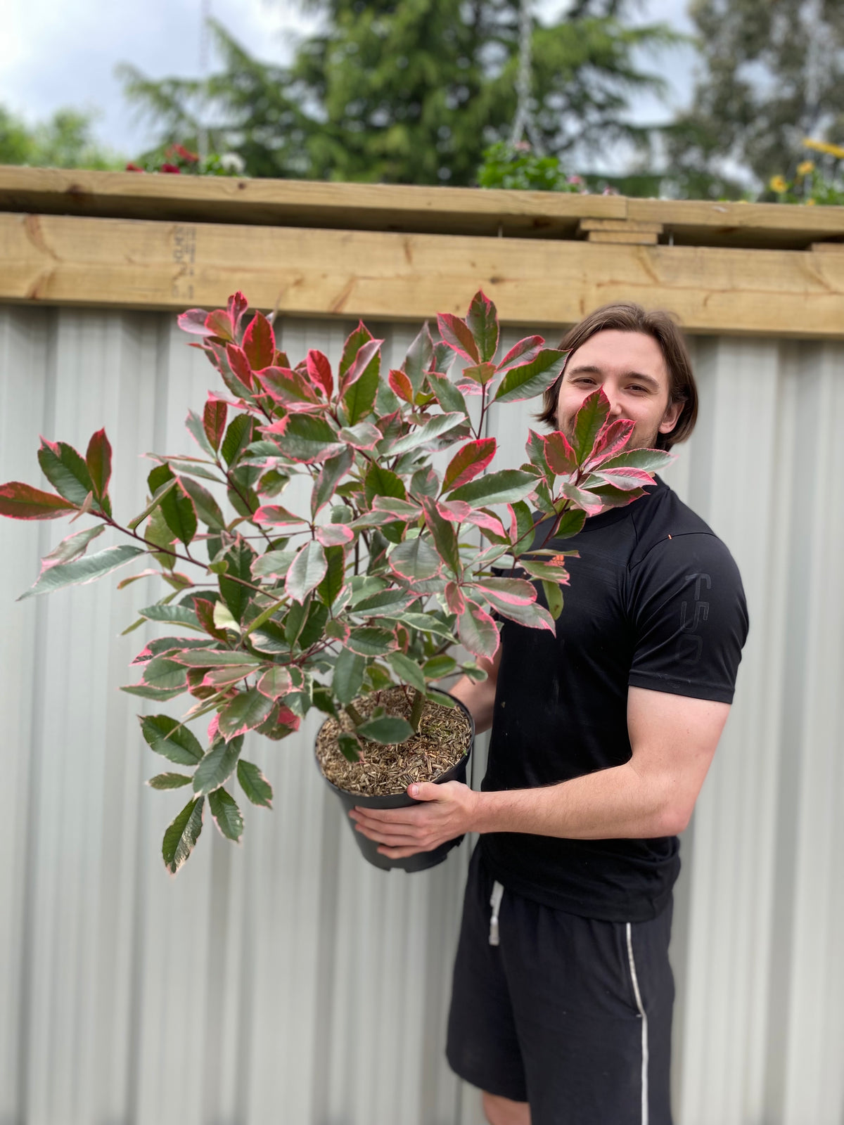 Photina x fraseri &#39;Louise&#39; 9cm/2L/5L