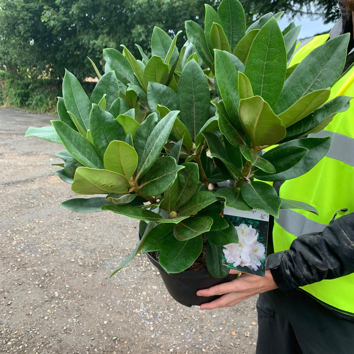Rhododendron &#39;Gomer Waterer&#39; 5L