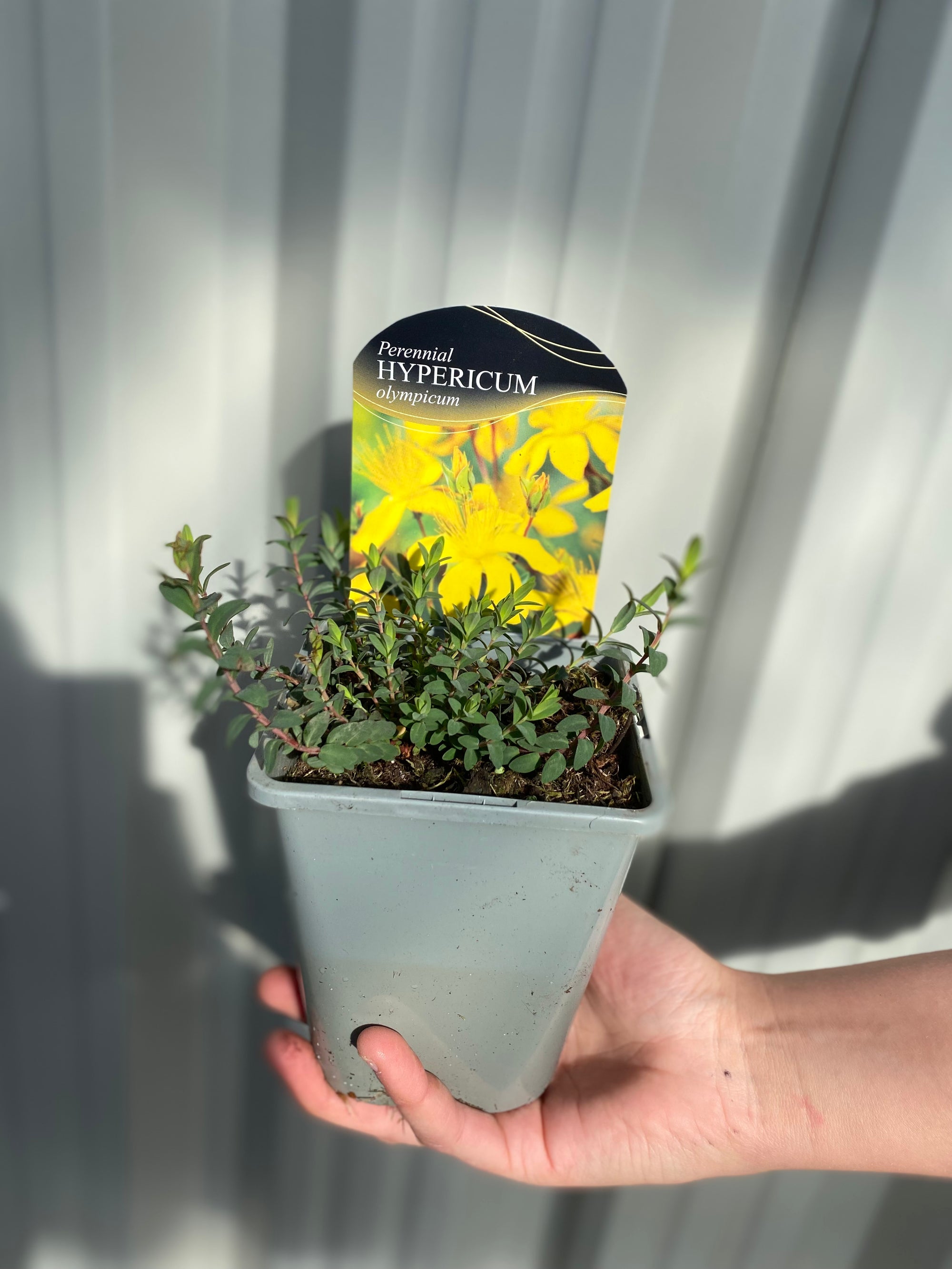 Hypericum olympicum Citrinum 1L