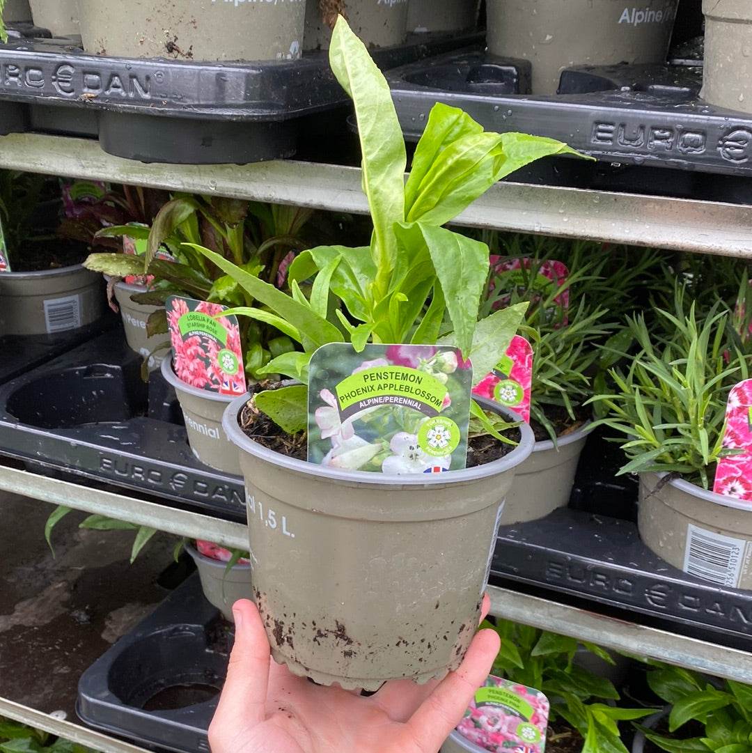 Penstemon Arabesque &#39;Appleblossom&#39; 9cm/1.5L/2L