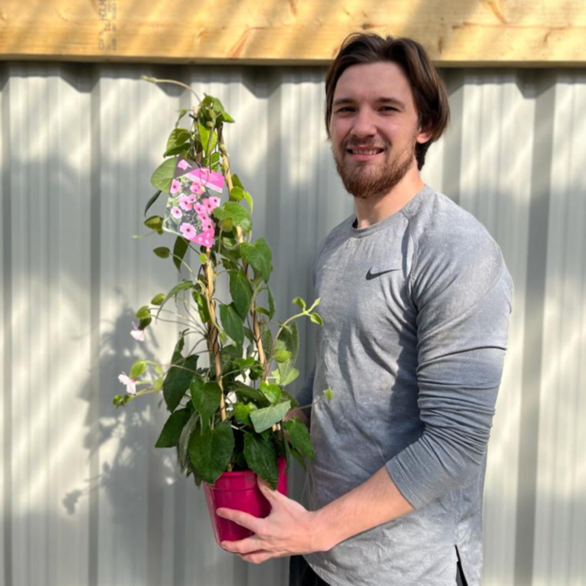 A man with light brown hair and a beard, in a gray long-sleeve shirt, stands outdoors smiling at the camera while holding a Thunbergia alata Black Eyed Susie (Pink) plant with green leaves and bright pink blooms.