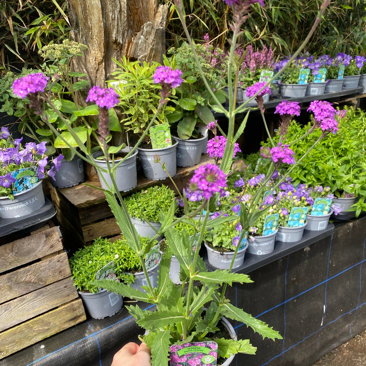 A hand holds a Verbena rigida &#39;Dazzling Night&#39; 9cm/1.5L, a drought-tolerant perennial with purple blooms, in front of rows of similar plants at an outdoor garden center with wooden shelves and greenery in the background.