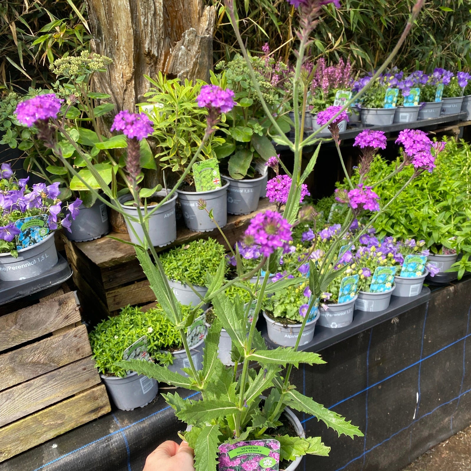 Close-up of Verbena rigida 'Dazzling Night' 9cm/1.5L, a drought-tolerant perennial, featuring clusters of vivid purple five-petaled flowers against a softly blurred green and brown backdrop.
