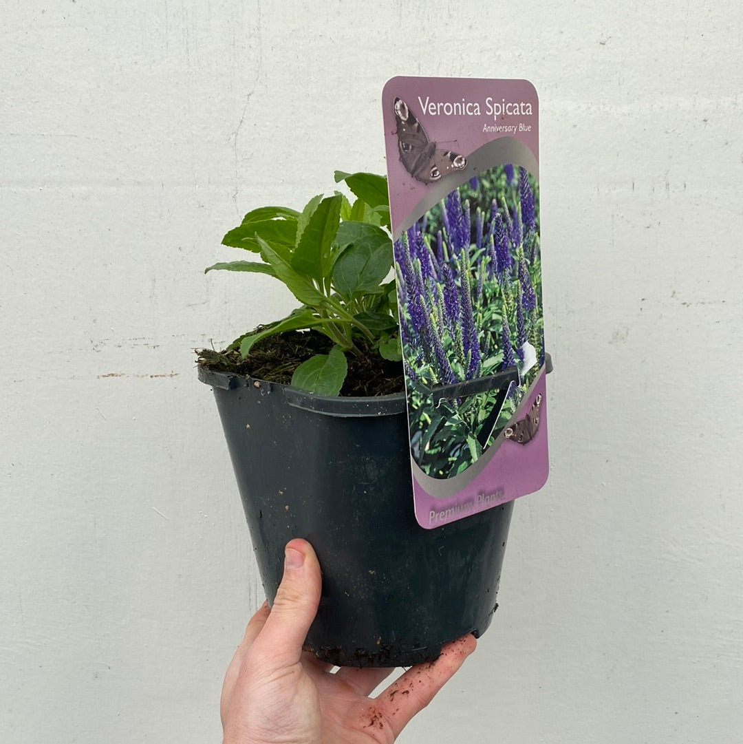 Veronica &#39;Anniversary Blue’ 9cm/2L
